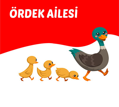 Ördek Ailesi